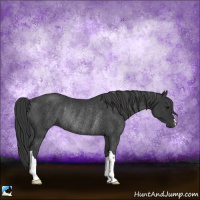Horse Color:Black Rabicano 