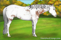 Horse Color:Bay Sabino 