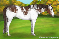 Horse Color:White Spotted Liver Chestnut 