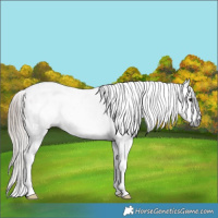 Horse Color:Gray Bay Roan Blanket Rabicano 
