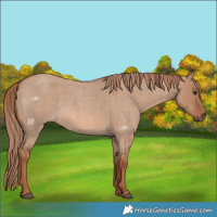 Horse Color:Red Dun Roan 