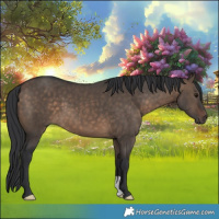 Horse Color:Brown Dun 
