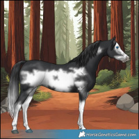 Horse Color:Black Splash Frame Rabicano 