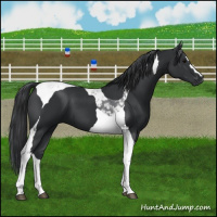 Horse Color:Black Tobiano 
