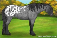 Horse Color:Blue Roan Appaloosa 