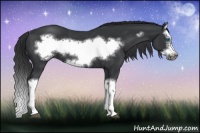 Horse Color:Black Splash Frame Rabicano