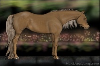 Horse Color:Chocolate Palomino 