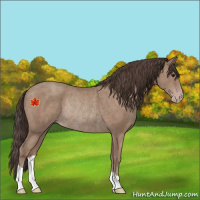 Horse Color:Unknown 