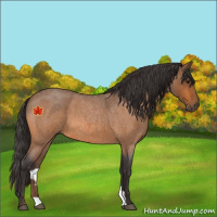 Horse Color:Unknown 