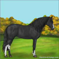 Horse Color:White Spotted Black