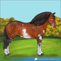 Horse Color:White Spotted Bay 