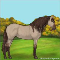 Horse Color:Liver Red Dun 