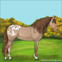 Horse Color:Red Dun Appaloosa