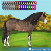 Horse Color:Brown Dun Sabino 