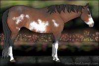 Horse Color:Bay Roan Splash Frame Rabicano