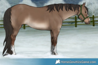 Horse Color:White Spotted Liver Red Dun 