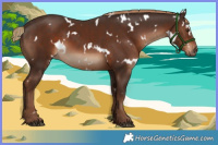 Horse Color:White Spotted Liver Chestnut 
