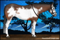 Horse Color:Bay Splash Frame Rabicano