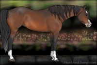 Horse Color:Bay Splash Frame Rabicano