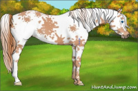 Horse Color:Chestnut Sabino Splash