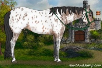 Horse Color:Bay Ice Appaloosa 