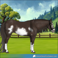 Horse Color:Liver Chestnut Splash Frame Rabicano
