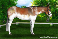 Horse Color:Buckskin Onyx Splash Rabicano  and White Spotted Buckskin Frame Rabicano 