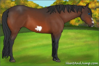 Horse Color:Bay Splash Frame Rabicano 