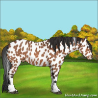 Horse Color:Bay Sabino Tobiano Appaloosa 
