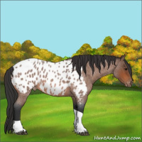 Horse Color:Bay Roan Tobiano Near Leopard