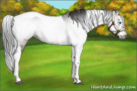 Horse Color:Gray Bay Splash Tobiano Appaloosa 