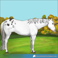 Horse Color:White Spotted Liver Chestnut Appaloosa 