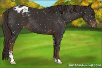 Horse Color:Liver Chestnut Sabino Appaloosa 