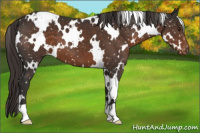 Horse Color:White Spotted Liver Chestnut Appaloosa 