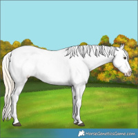 Horse Color:Palomino Sabino Appaloosa 