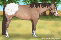 Horse Color:Sable Champagne Sabino Appaloosa 