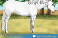Horse Color:Chocolate Palomino Appaloosa