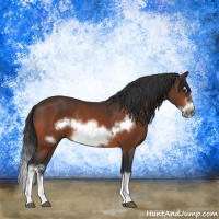 Horse Color:Bay Splash Frame Rabicano