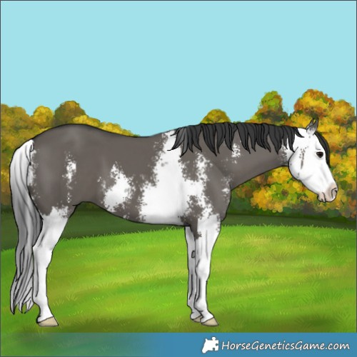Horse Color:Grullo Sabino Splash