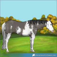 Horse Color:Grullo Sabino Splash