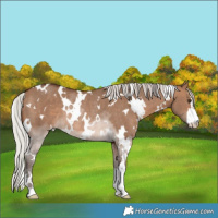 Horse Color:White Spotted Silver Brown Dun Rabicano
