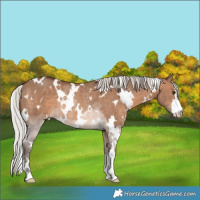 Horse Color:White Spotted Silver Brown Dun Rabicano