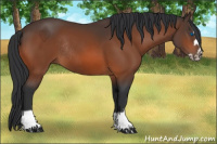 Horse Color:Bay Splash Frame Rabicano
