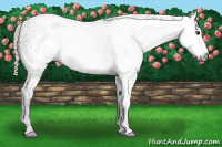 Horse Color:Gray Liver Chestnut Frame  and Gray Liver Chestnut Frame 