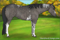 Horse Color:Grullo  and Grullo Tobiano 