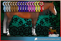 Horse Color:Bay Splash Rabicano