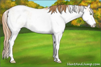 Horse Color:Bay Pearl Dun Sabino