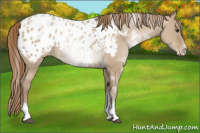 Horse Color:Grullo Pearl Sabino Appaloosa 