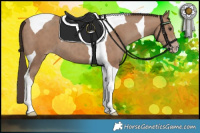 Horse Color:Classic Champagne Tobiano 