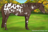 Horse Color:White Spotted Liver Chestnut Appaloosa 
